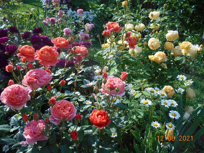  - 02 Trandafiri 2021