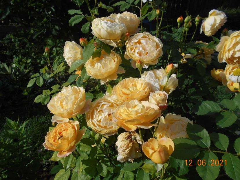  - 02 Trandafiri 2021