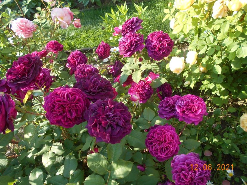  - 02 Trandafiri 2021