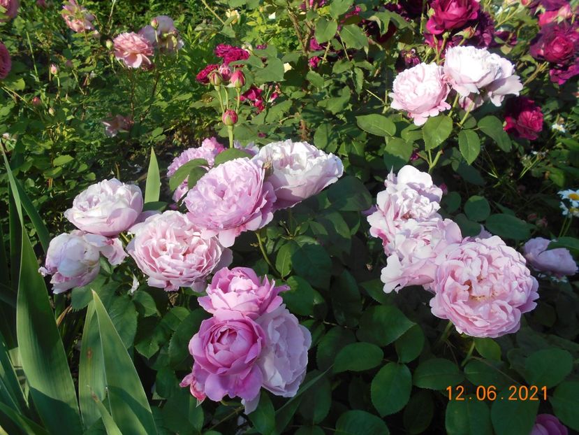  - 02 Trandafiri 2021