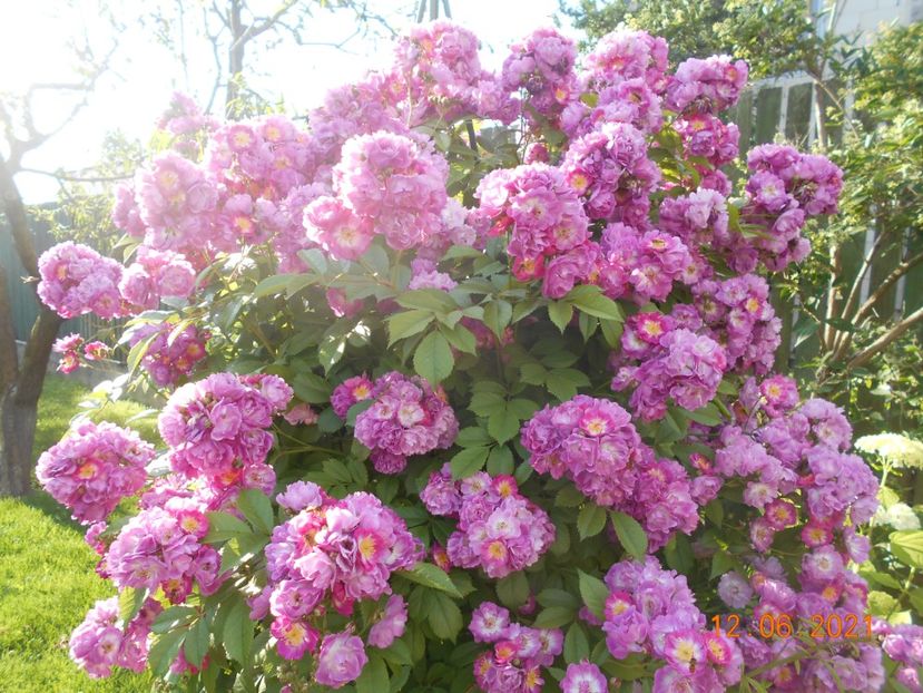  - 02 Trandafiri 2021