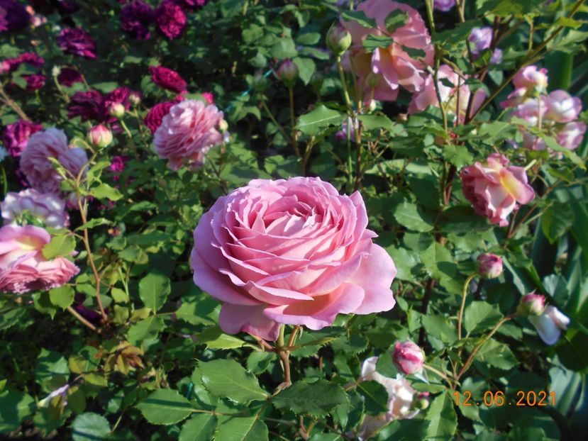  - 02 Trandafiri 2021