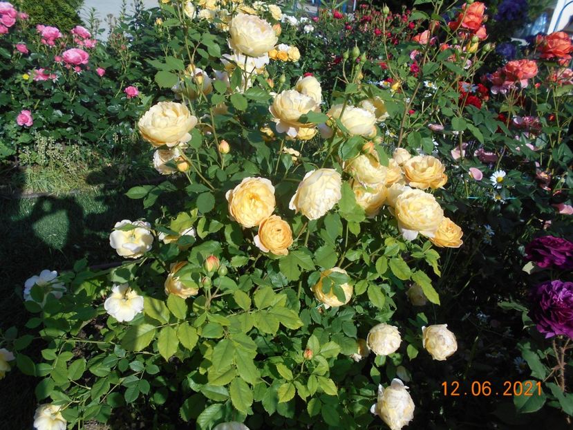  - 02 Trandafiri 2021