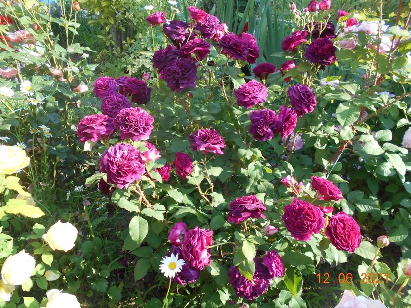  - 02 Trandafiri 2021