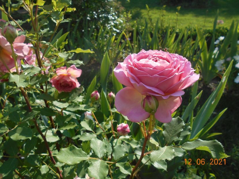  - 02 Trandafiri 2021