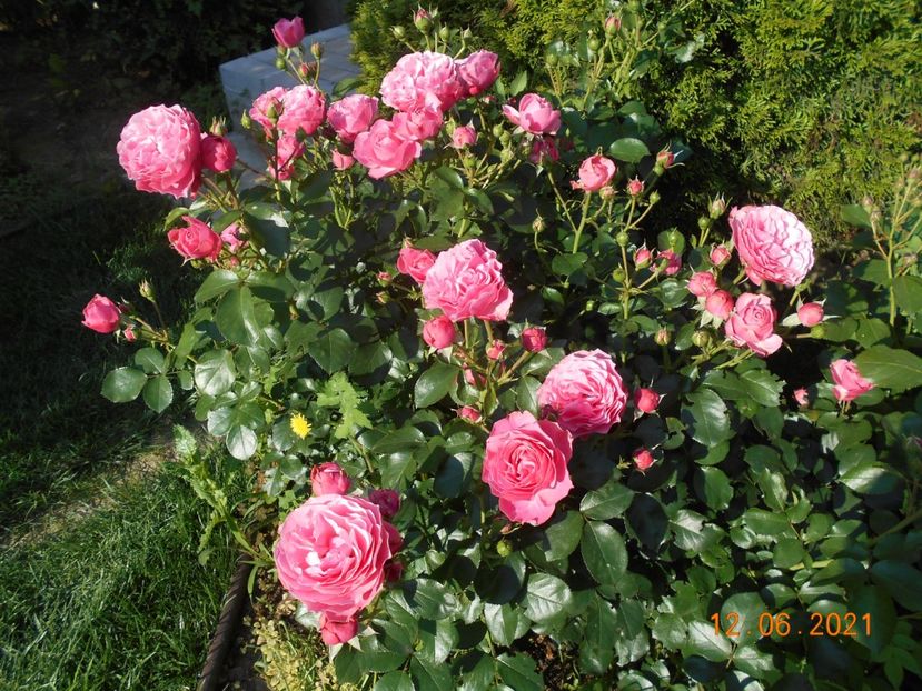  - 02 Trandafiri 2021