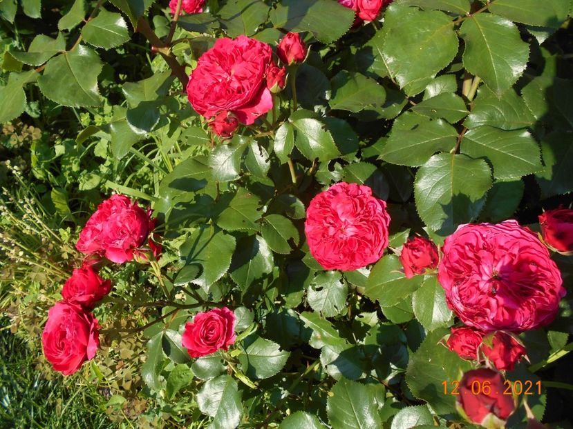  - 02 Trandafiri 2021