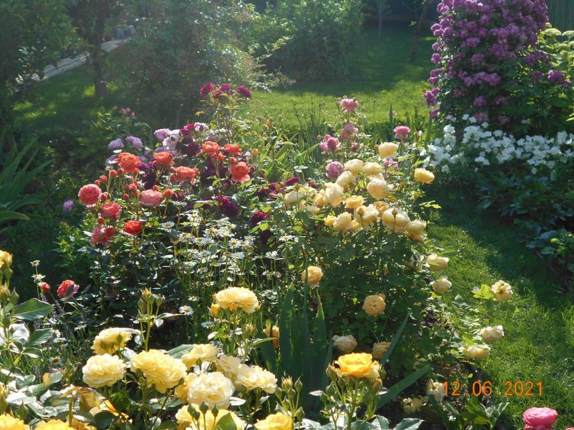  - 02 Trandafiri 2021