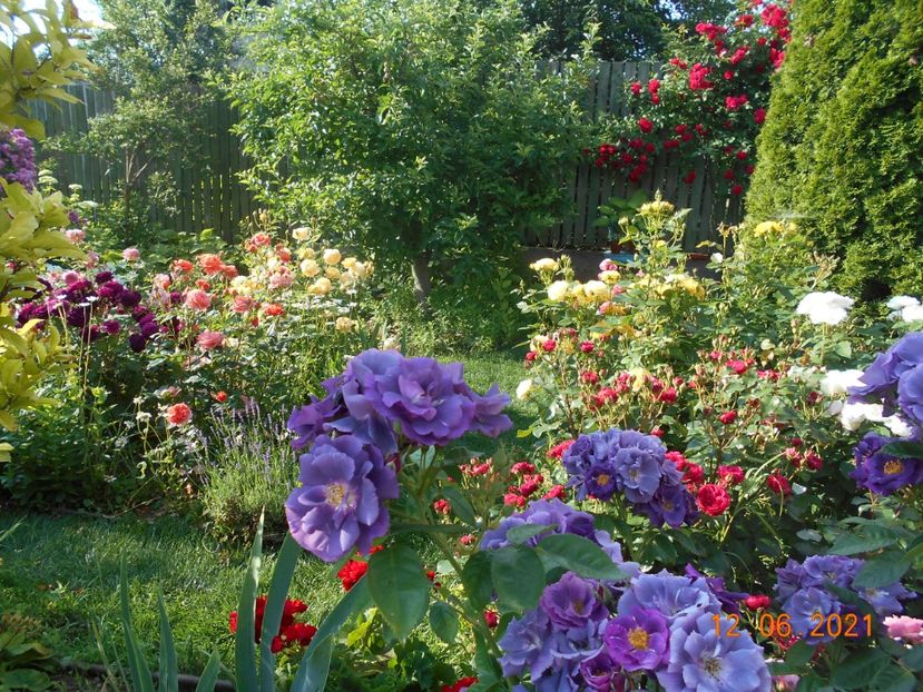  - 02 Trandafiri 2021