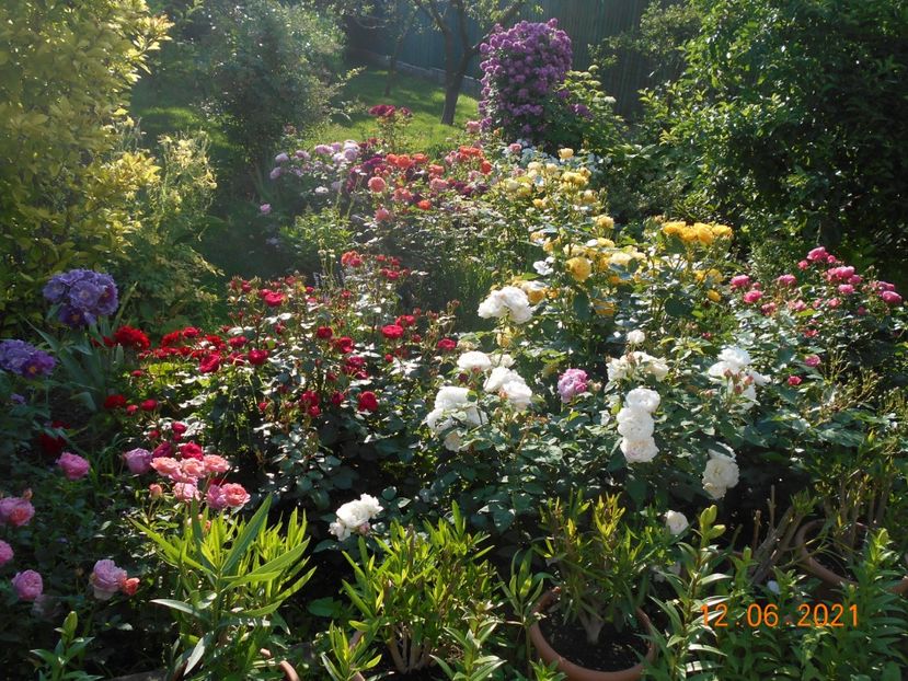  - 02 Trandafiri 2021