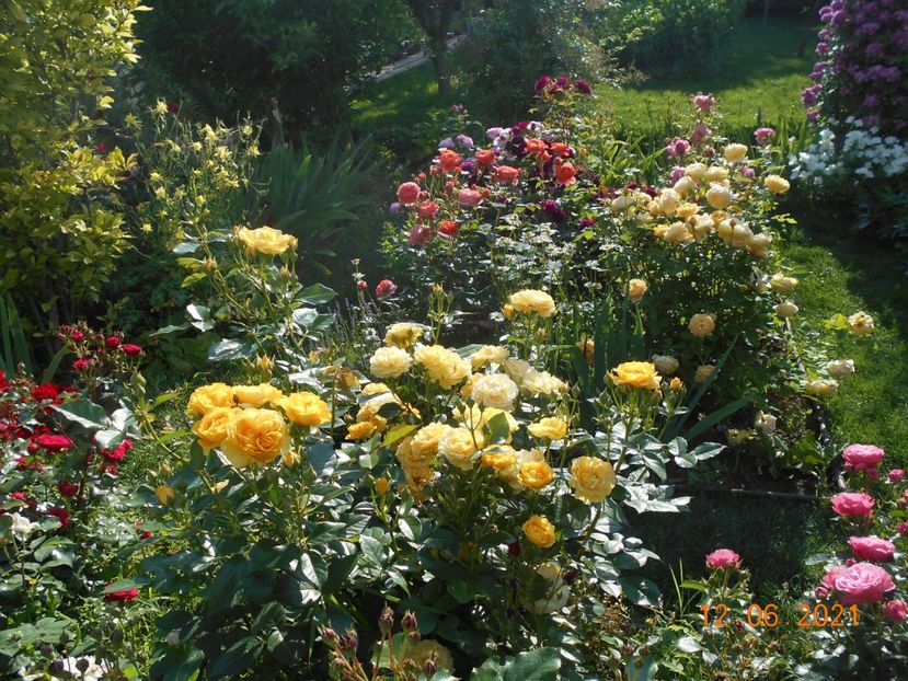  - 02 Trandafiri 2021