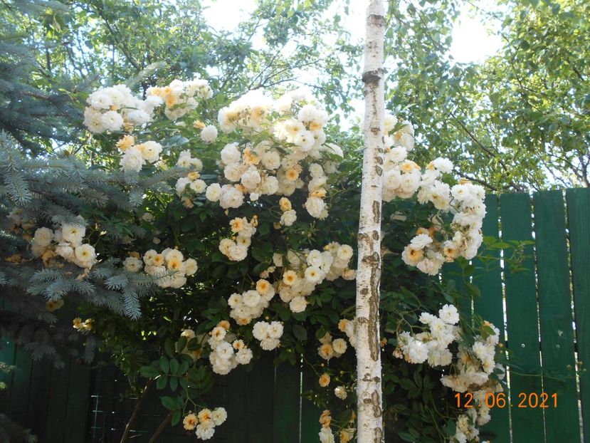  - 02 Trandafiri 2021