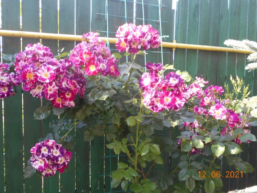  - 02 Trandafiri 2021