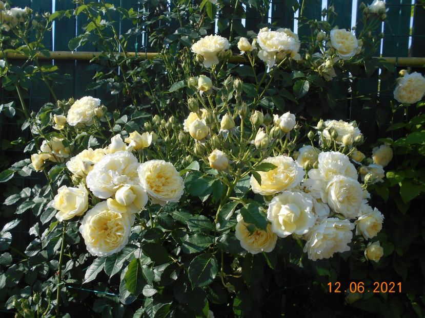  - 02 Trandafiri 2021