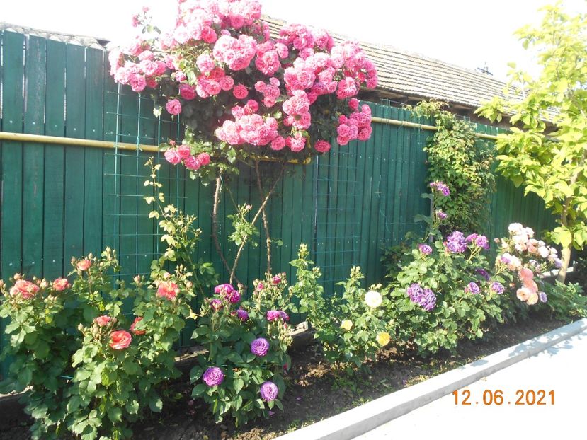  - 02 Trandafiri 2021