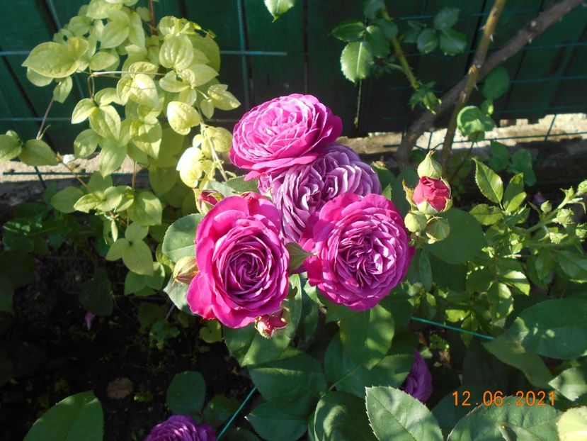  - 02 Trandafiri 2021