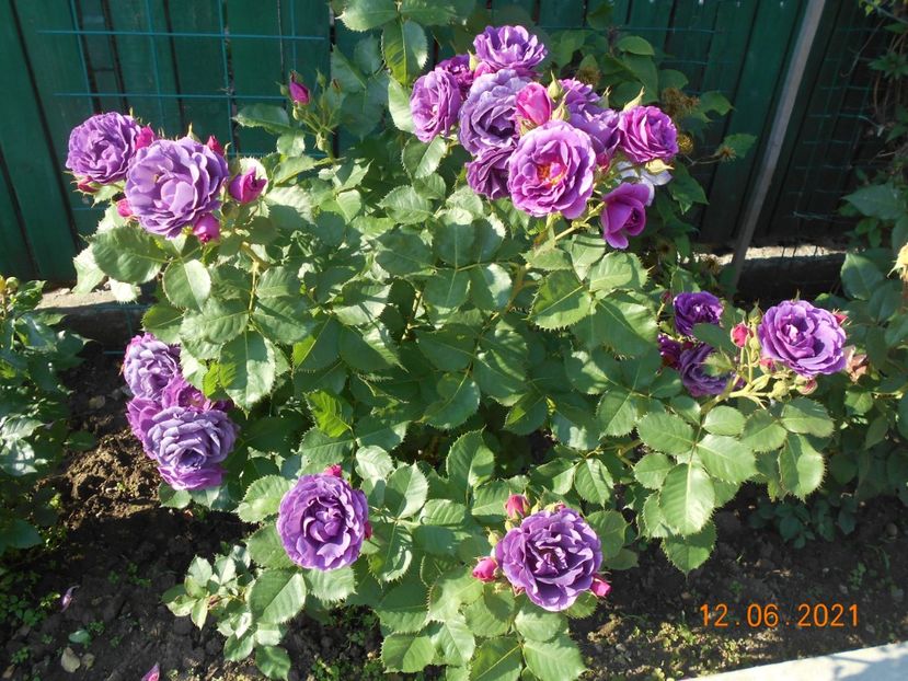  - 02 Trandafiri 2021