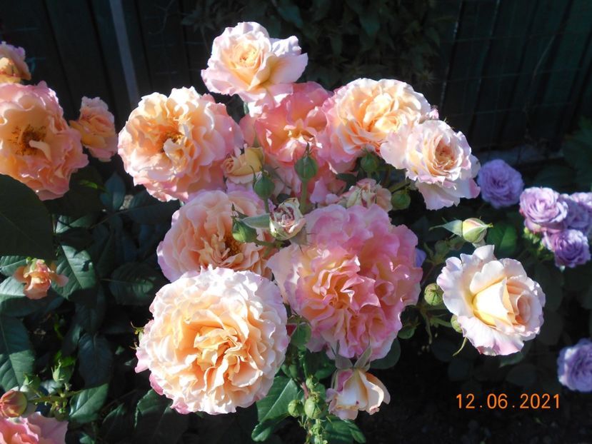  - 02 Trandafiri 2021