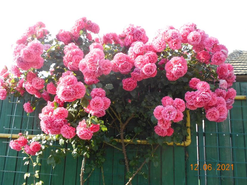  - 02 Trandafiri 2021