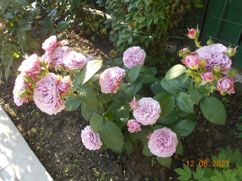  - 02 Trandafiri 2021