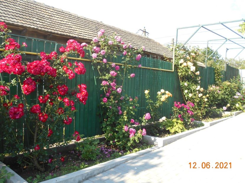  - 02 Trandafiri 2021