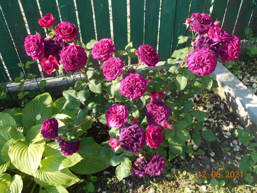  - 02 Trandafiri 2021