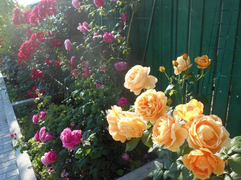  - 02 Trandafiri 2021