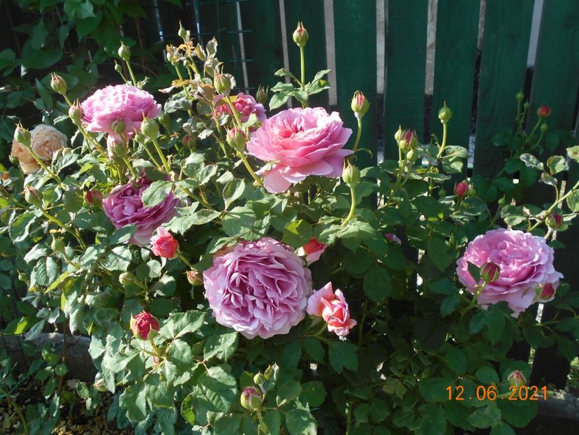  - 02 Trandafiri 2021