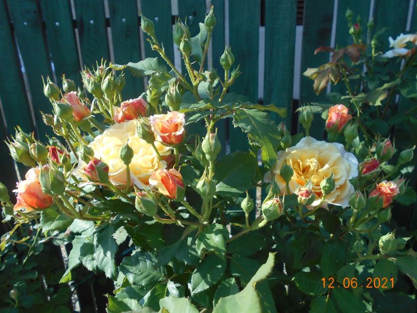  - 02 Trandafiri 2021