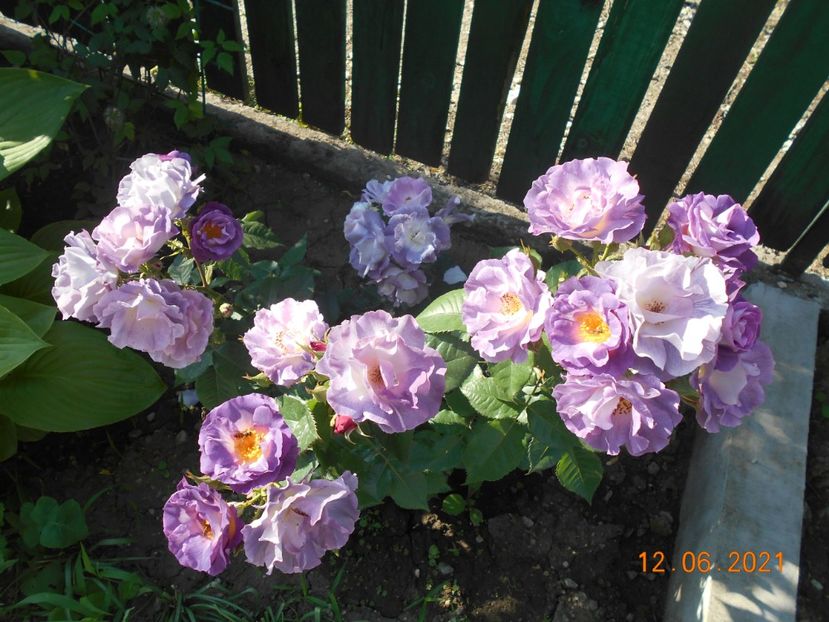  - 02 Trandafiri 2021