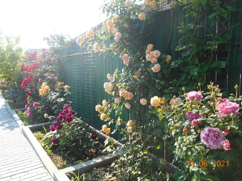  - 02 Trandafiri 2021