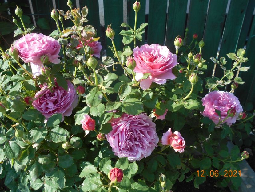  - 02 Trandafiri 2021