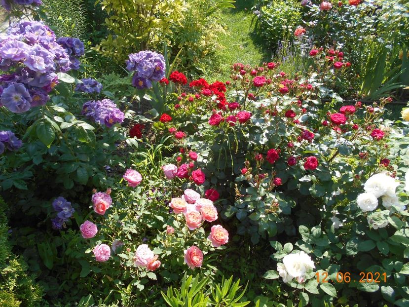  - 02 Trandafiri 2021