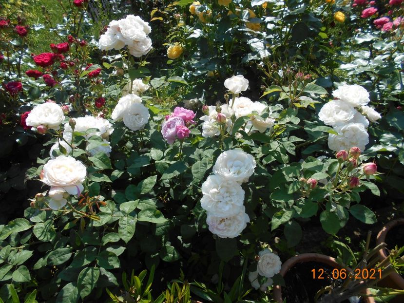  - 02 Trandafiri 2021