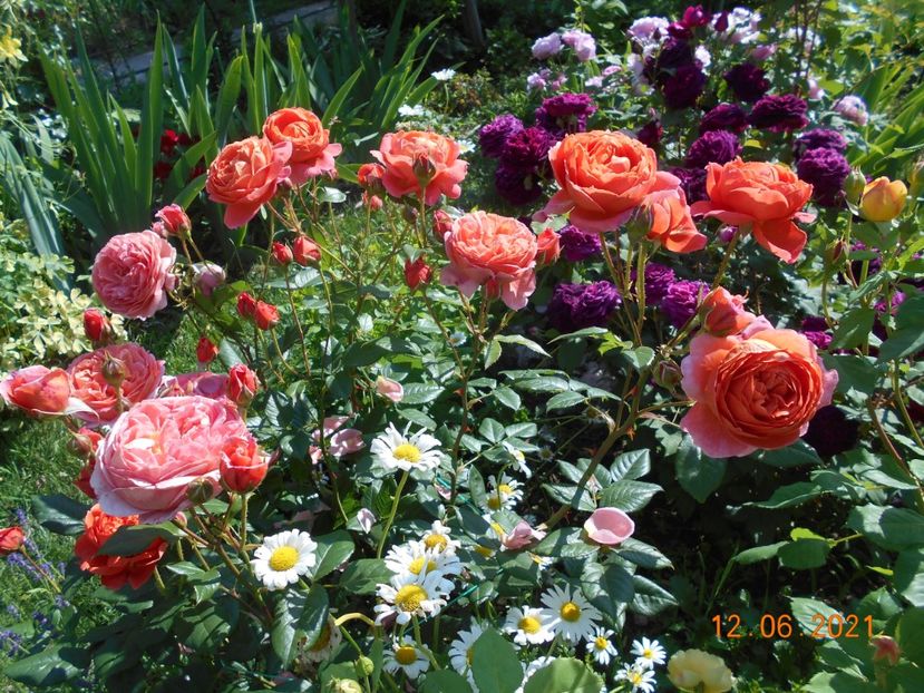  - 02 Trandafiri 2021