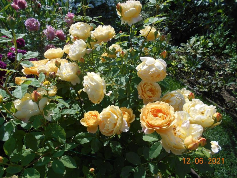  - 02 Trandafiri 2021