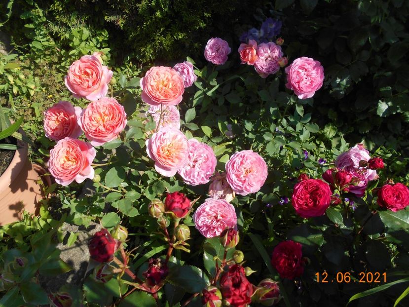  - 02 Trandafiri 2021