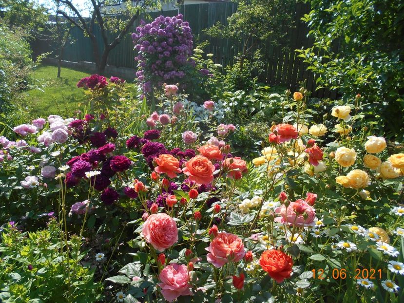  - 02 Trandafiri 2021