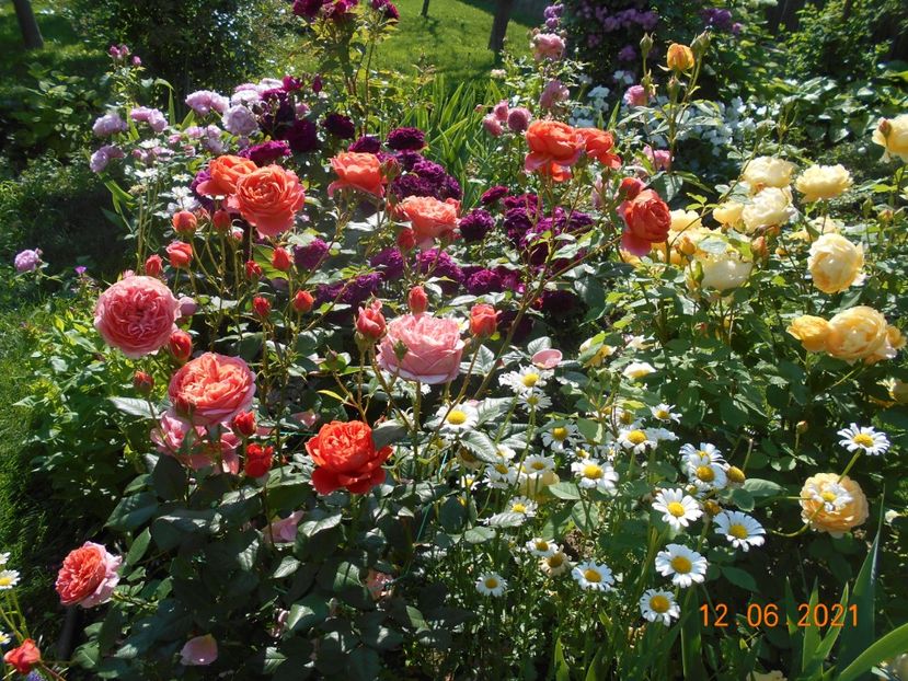  - 02 Trandafiri 2021