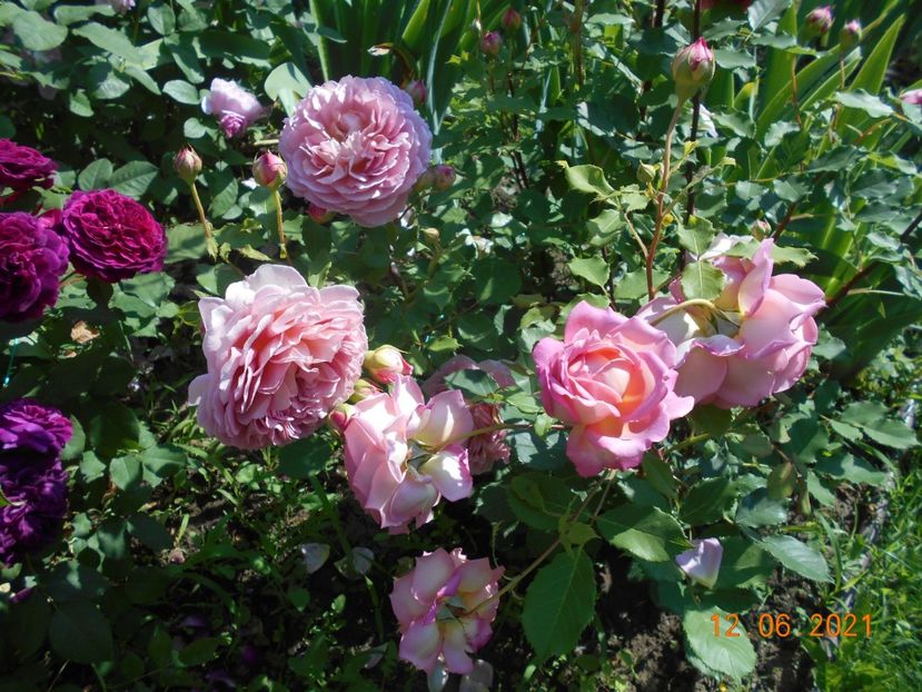  - 02 Trandafiri 2021