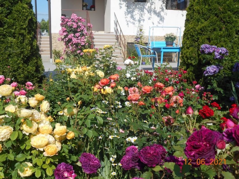  - 02 Trandafiri 2021