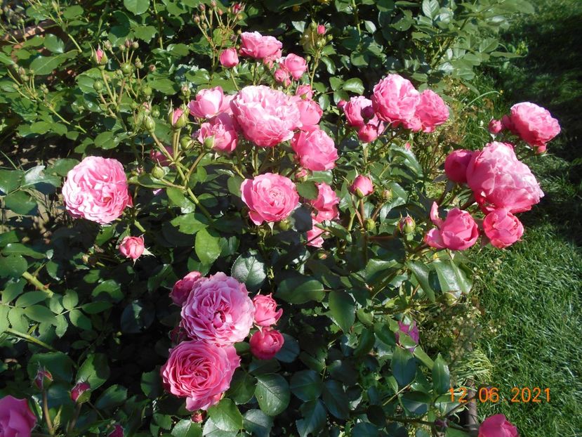  - 02 Trandafiri 2021