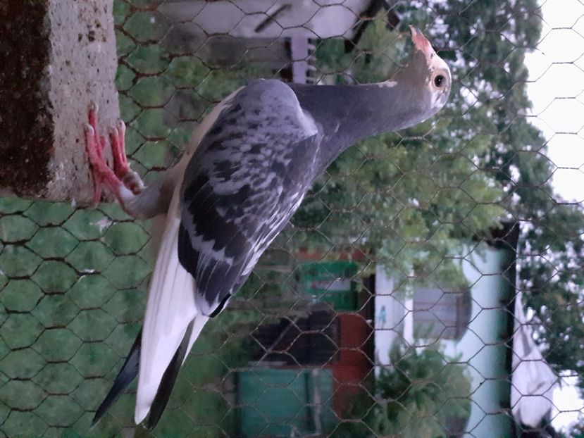  - Pui 2017-2018 -2019-2020 -2021-matca-doici-vind aproape tot lotul