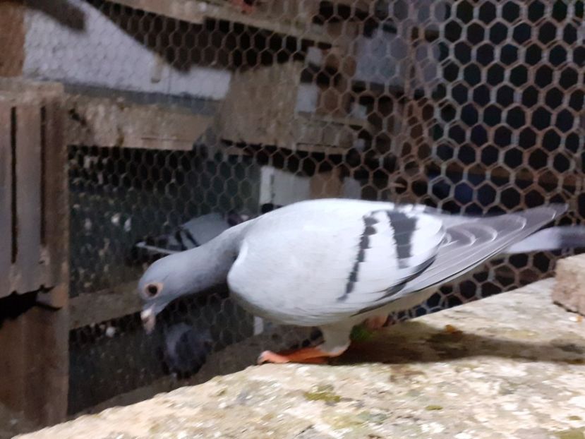  - Pui 2017-2018 -2019-2020 -2021-matca-doici-vind aproape tot lotul
