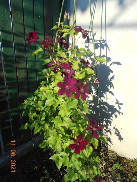  - 02 Clematite 2021