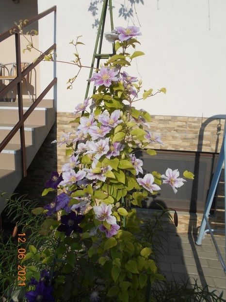  - 02 Clematite 2021