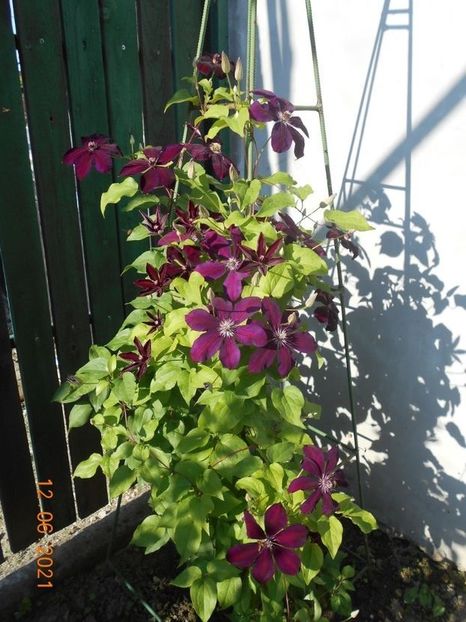  - 02 Clematite 2021