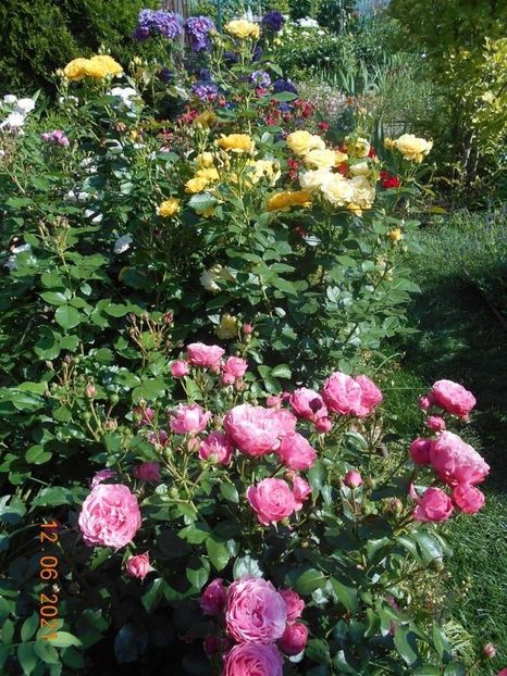  - 02 Trandafiri 2021