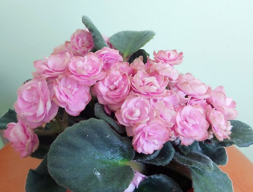 Flori Humako Pink Wave - 1 - Disponibile plante de vanzare 2021