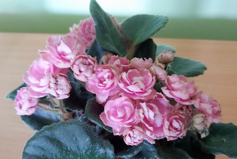 Flori Humako Pink Wave - 1 - Disponibile plante de vanzare 2021